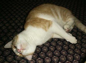 Oh boy! This carpet is cuddly!