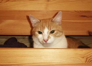 Is this what you mean when you say 'Don't climb in the drawers!'?