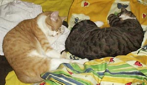 Of course, they don't like each other at all