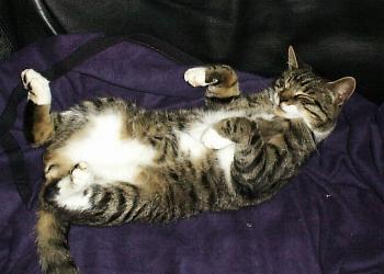 He really sleeps like this sometimes