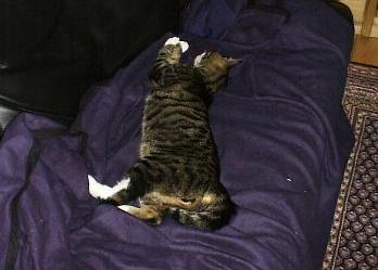 leads a rough life
