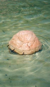 Turtle turning his back